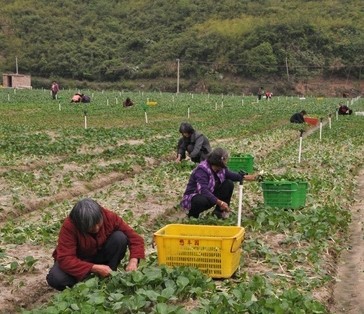 �м���ͷ��ҵ����޹����߲˿������޹�˾����