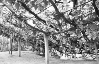 Ðû»¯ÆÏÌÑ©¶·ÖÖÖ²¶ÀÒ»ÎÞ¶þ