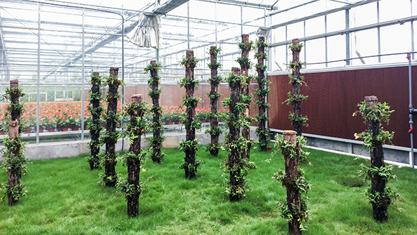 ������ũȫ�Զ��й�ʽ���Ҵ�����ʽ���