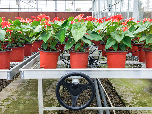 ������ũȫ�Զ��й�ʽ���Ҵ�����ʽ���