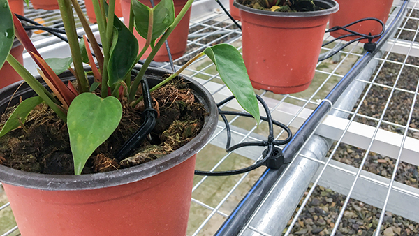 ������ũȫ�Զ��й�ʽ���Ҵ�����ʽ���