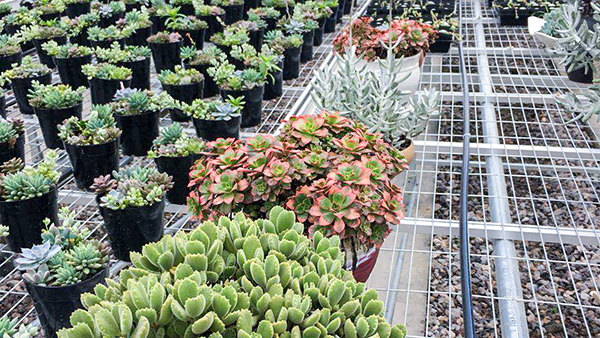 ������ũȫ�Զ��й�ʽ���Ҵ�����ʽ���