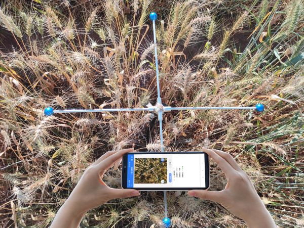 小麦亩穗数测量系统