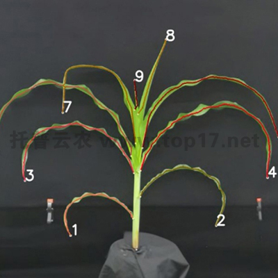 ÓñÃ×ÖêÐÍ·ÖÎö