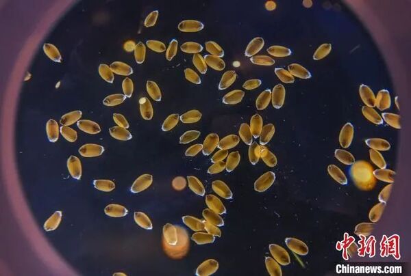 ������ũ����ũҵ�����ܵ����ý���ע