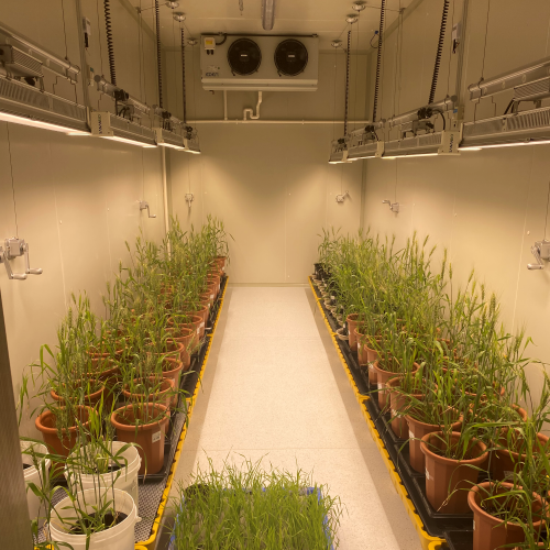 ֲ�������� ����