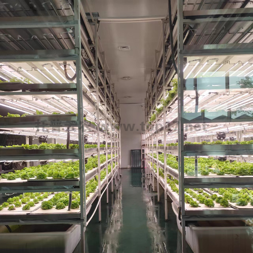 ������ ����