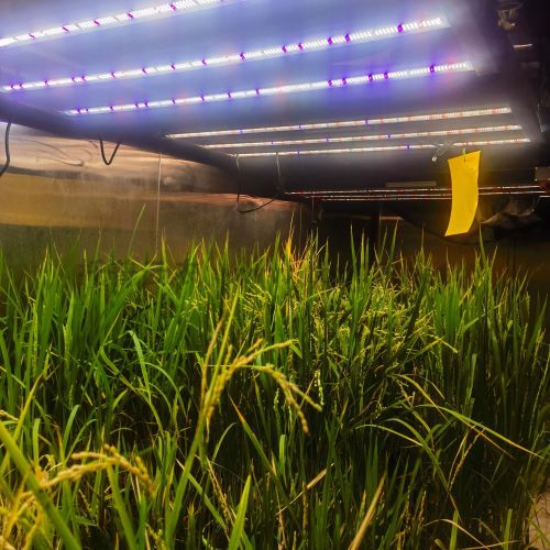 育种加代室 定制