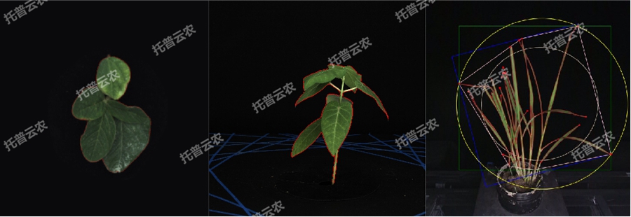 ÎÂÊÒÐ͸ßͨÁ¿Ö²Îï±íÐͲɼ¯·ÖÎöƽ̨-2ά