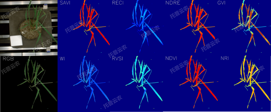 Äæ¾³Ä£Äâ¼°Ö²ÎïÉú³¤¼à²âƽ̨-¸ß¹âÆ×³ÉÏñÓëÖ¸Êý·ÖÎö½á¹û